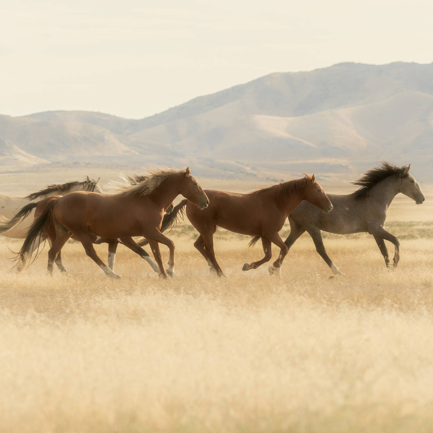 Clearing the Air: A Message from the McMullens