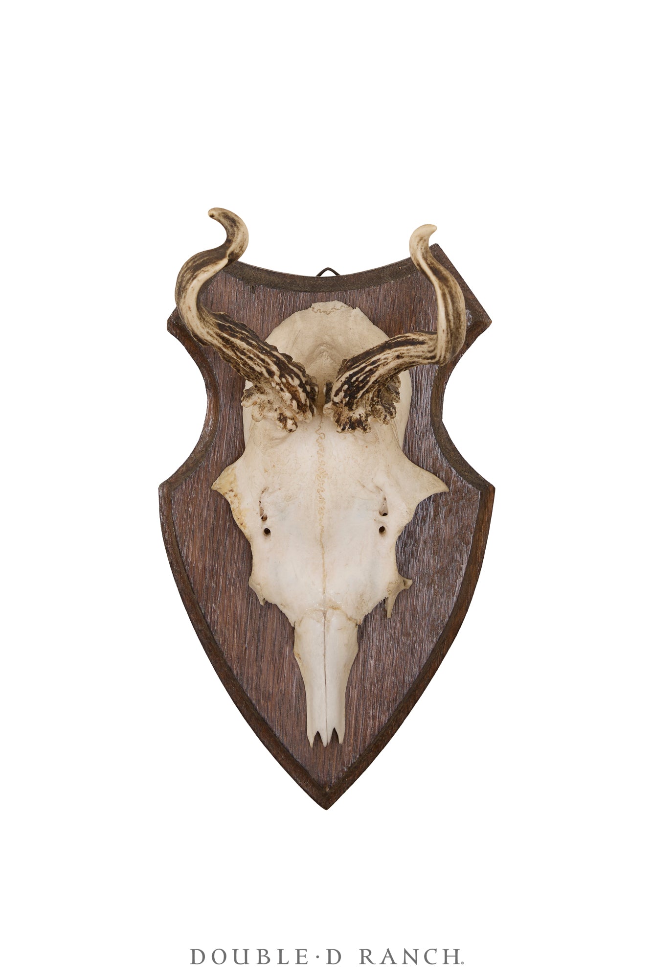 Art, Taxidermy, Roe Deer Antlers, Unique Set of Wall Plaques, France, Vintage ‘70s, 1346