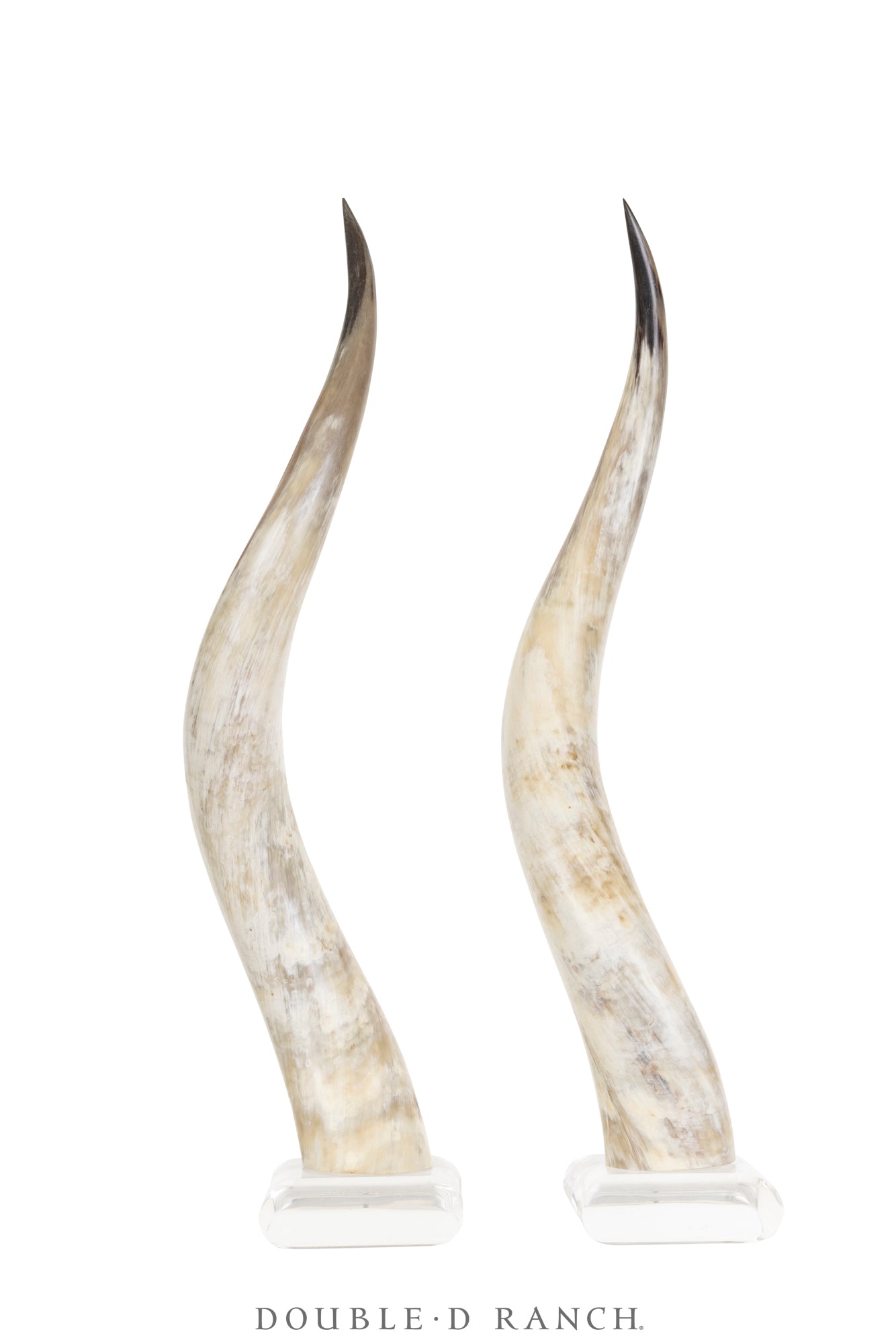 Miscellaneous, Art, Taxidermy, Longhorns on Lucite Base, Vintage, 1138