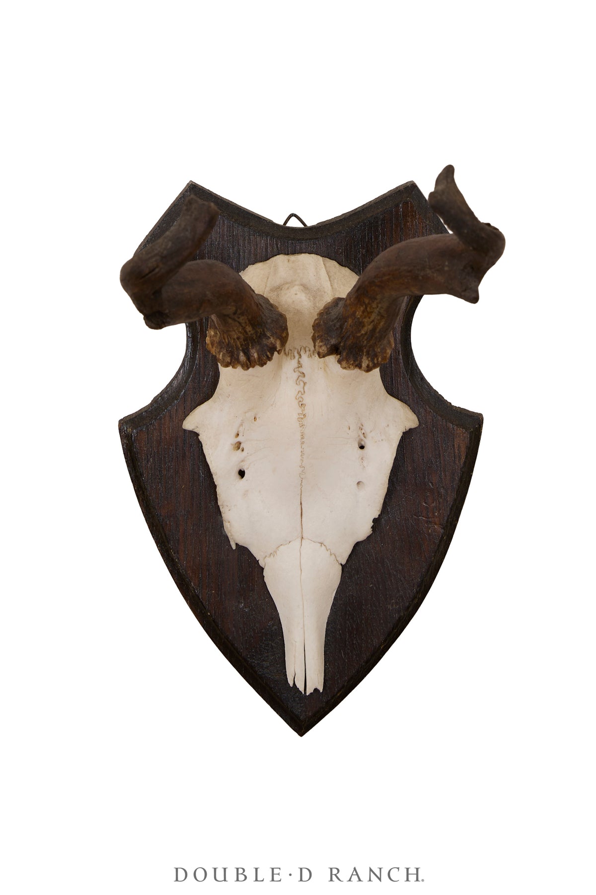 Art, Taxidermy, Roe Deer Antlers, Unique Set of Wall Plaques, France, Vintage ‘70s, 1346