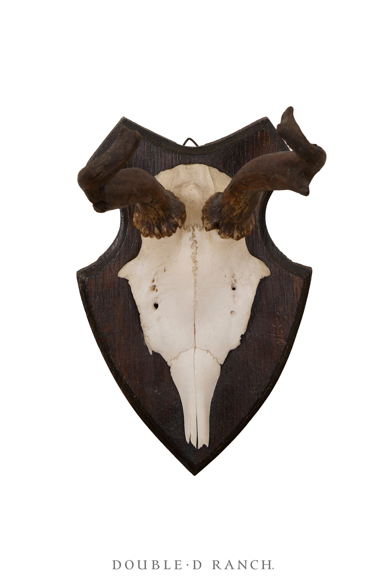 Art, Taxidermy, Roe Deer Antlers, Unique Set of Wall Plaques, France, Vintage ‘70s, 1346