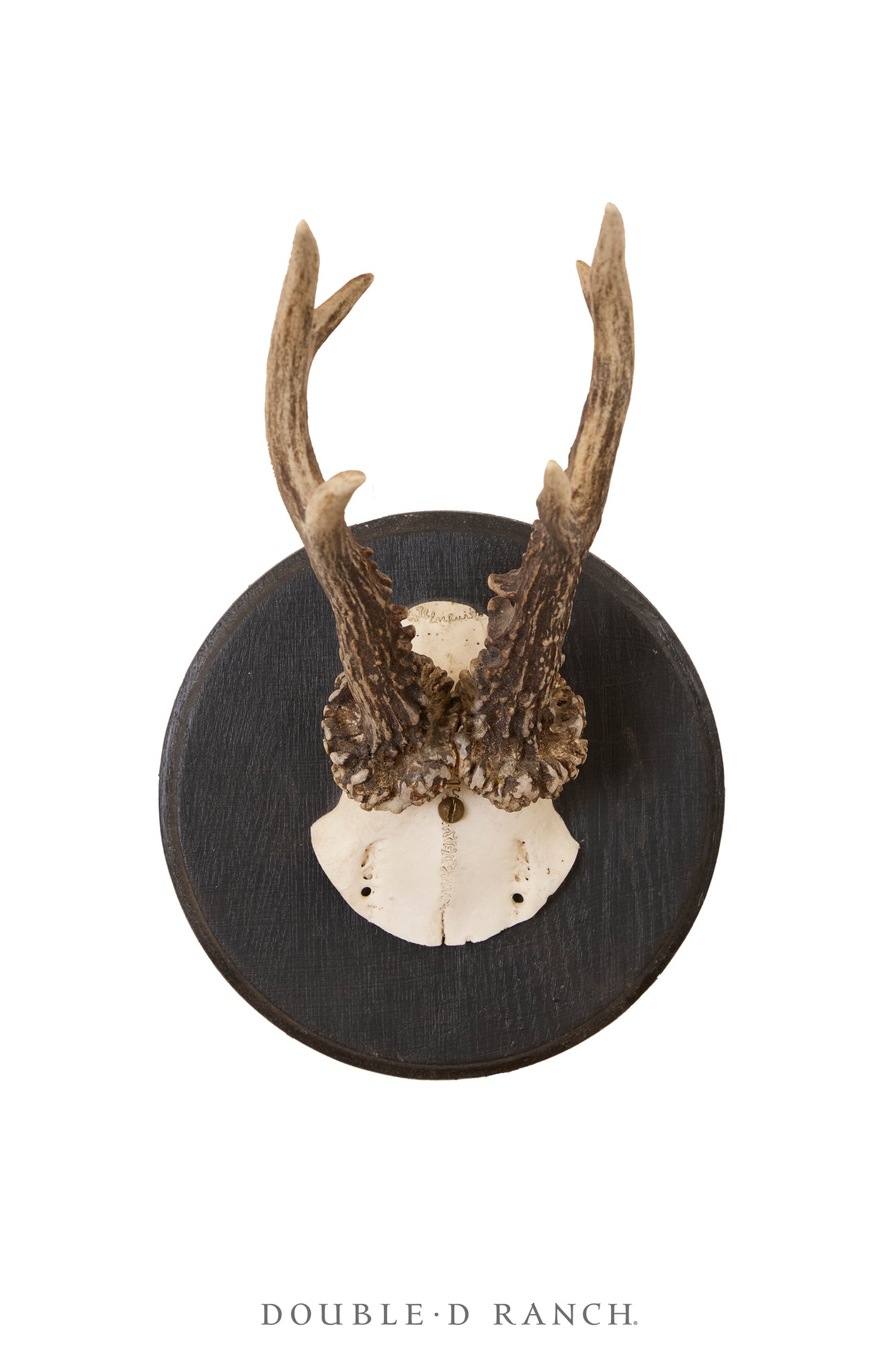 Art, Taxidermy, Roe Deer Antlers, Unique Set of Three Wall Plaques, France, Vintage ‘70s, Art-1345
