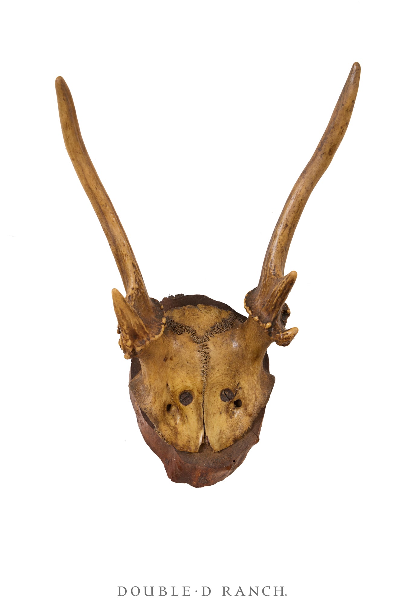 Art, Taxidermy, Roe Deer Antlers, Wall Plaque, France, Vintage '70s, 1