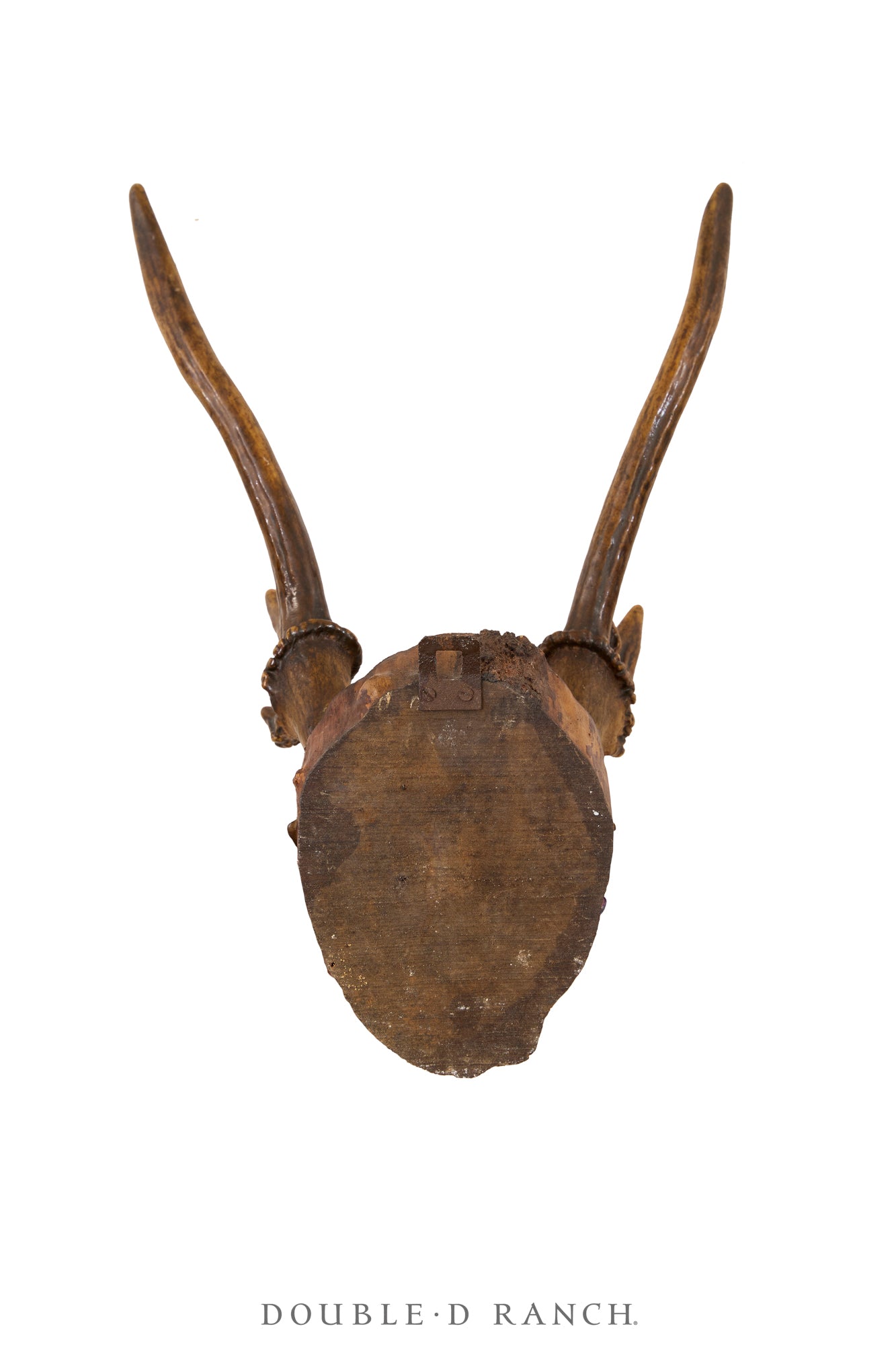 Art, Taxidermy, Roe Deer Antlers, Wall Plaque, France, Vintage ‘70s, 1347