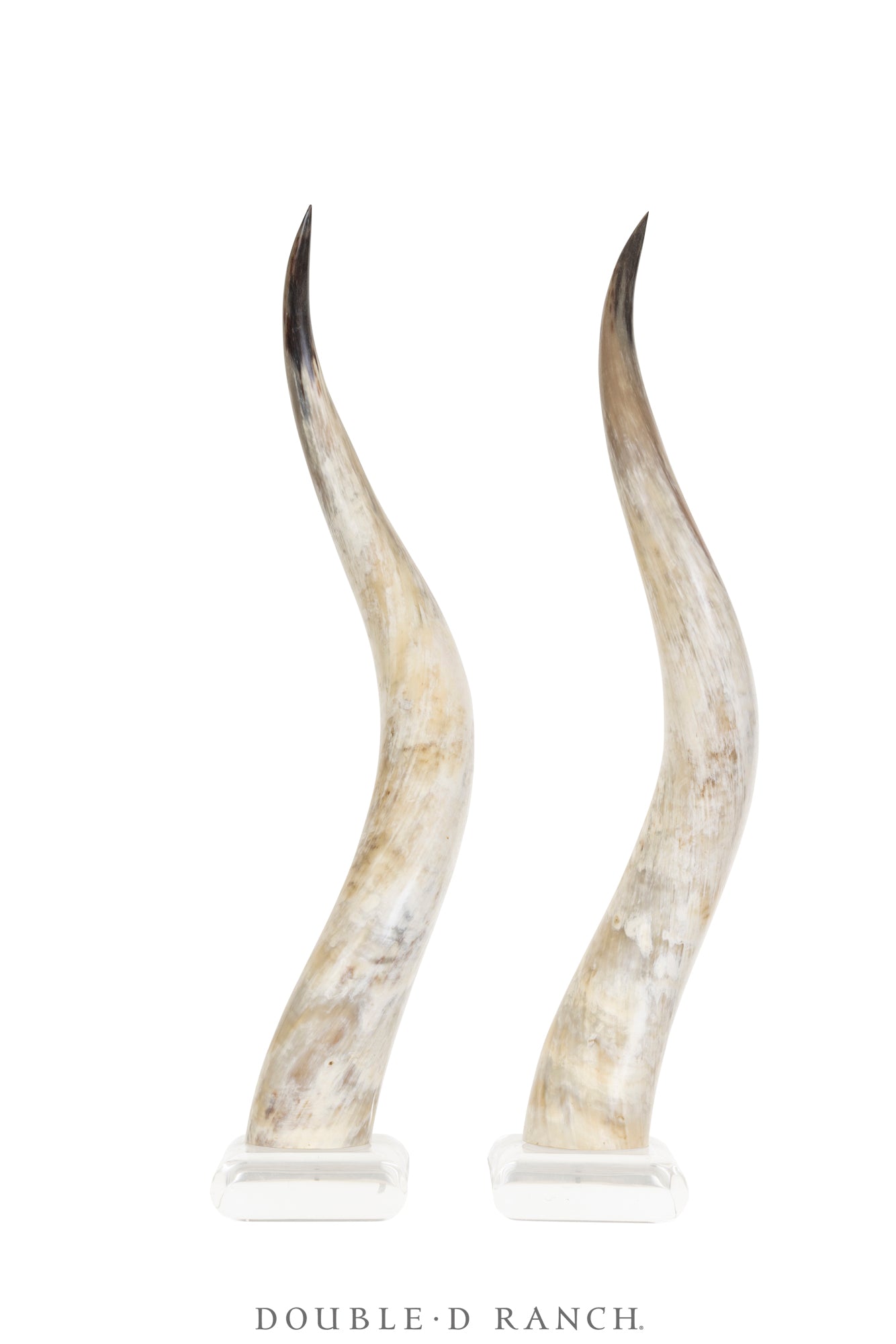 Miscellaneous, Art, Taxidermy, Longhorns on Lucite Base, Vintage, 1138