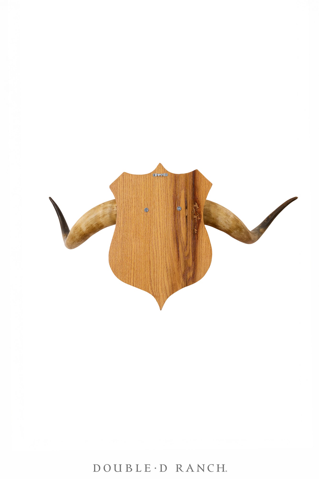 Art, Taxidermy, Longhorn, Steer Horns, Vintage, 1332