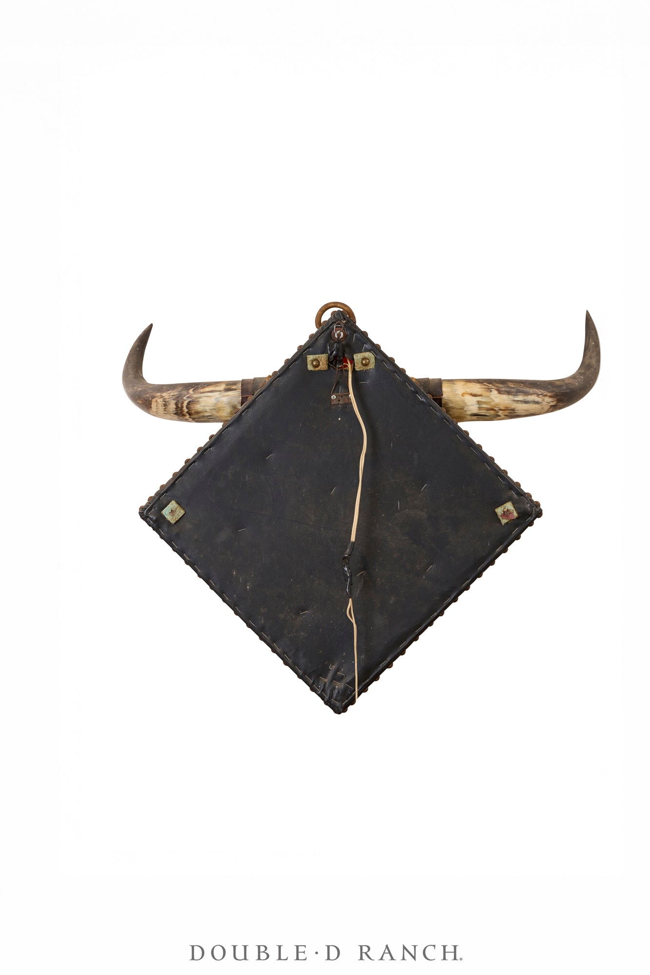 Art, Taxidermy, Longhorn, With Light & Leather Appliqué, Victorian, Antique, 1337